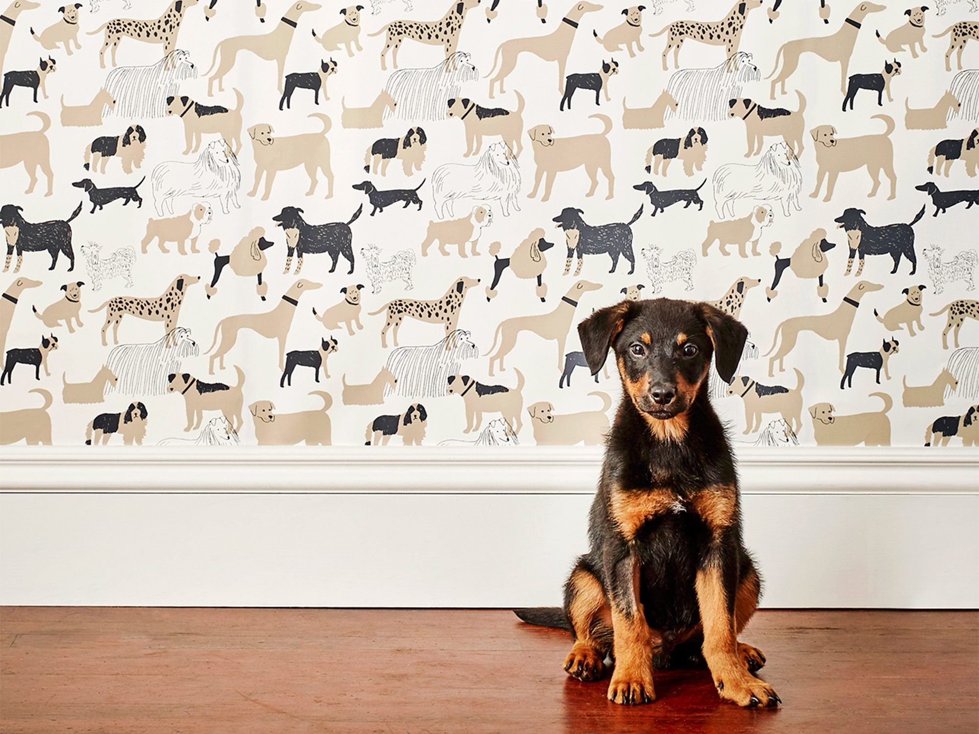 Dog sitting in front of wall with Dog wallpaper