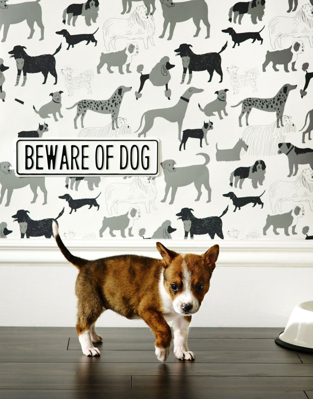 eleanor bowmer dog wallpaper